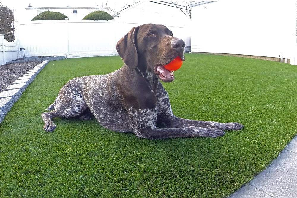 Naperville artificial turf for dogs